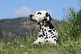 DALMATIEN 045